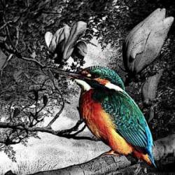 Halcyon (AUS) : Rockyprog